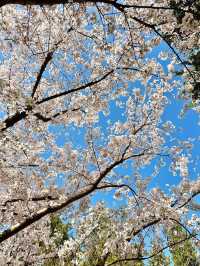 西安櫻花暴擊｜小雁塔櫻花全盛期實拍
