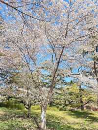 最美櫻花季｜唔使去東京，喺北京玉淵潭都有得睇