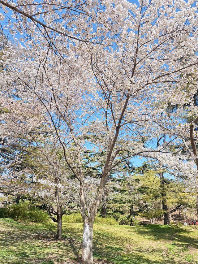 最美櫻花季｜唔使去東京，喺北京玉淵潭都有得睇