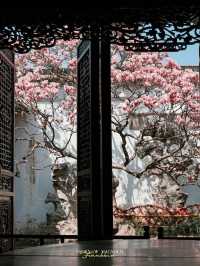 Experience the Enchanting Spring in Suzhou