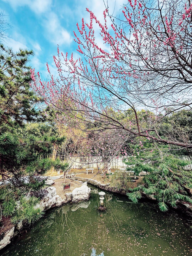 鄭州｜紫金山公園｜春日限定｜梅櫻共舞嘅浪漫奇遇