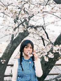 札幌円山公園櫻花大爆發！在地人私藏的夜櫻聖地攻略