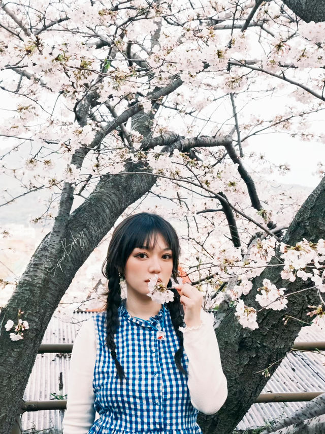 札幌円山公園櫻花大爆發！在地人私藏的夜櫻聖地攻略
