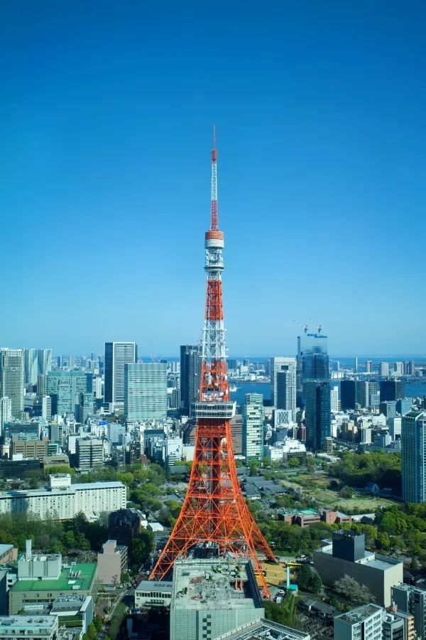 東京タワーと桜の絶景