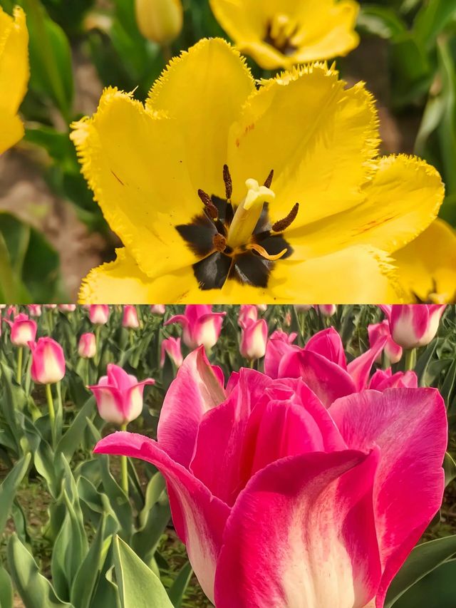 國家植物公園：一場與自然的深度對話