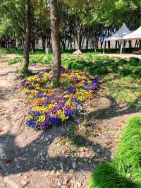 這個春天千萬別錯過清涼山公園的櫻花，快來赴一場春日之約吧