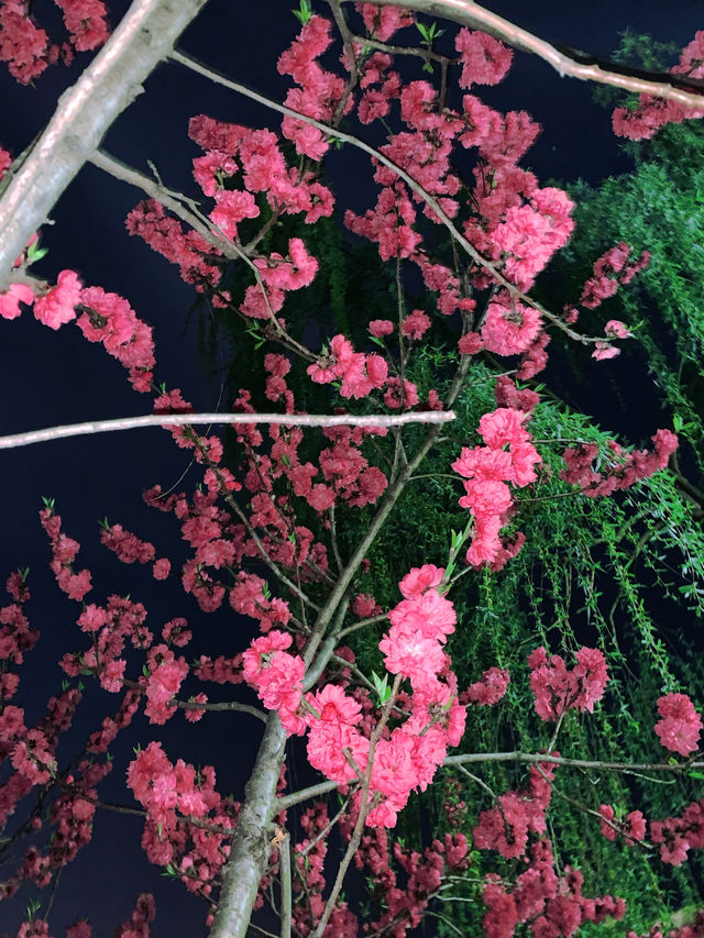 春日出逃計劃|邂逅西溪濕地的爛漫桃花林