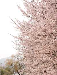 🌸首爾良才市民之林，櫻花秘境🌸