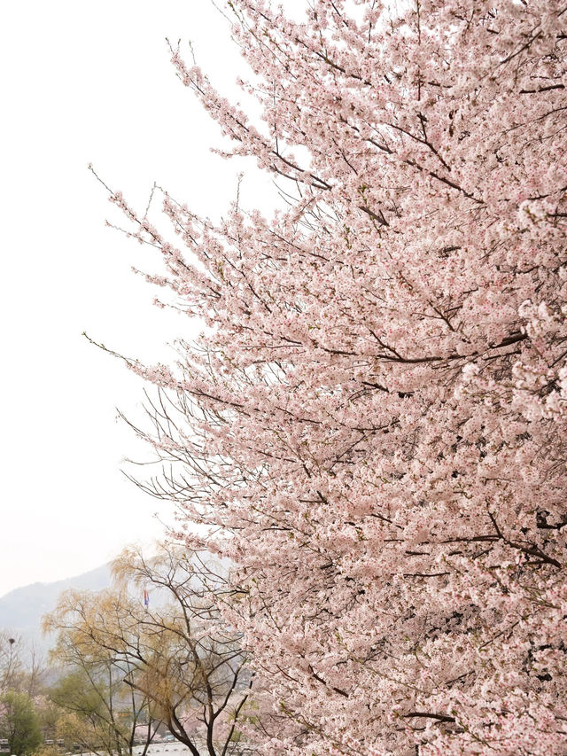 🌸首爾良才市民之林，櫻花秘境🌸