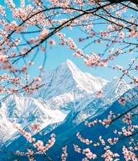 探秘林芝，遇見中國最美的春天