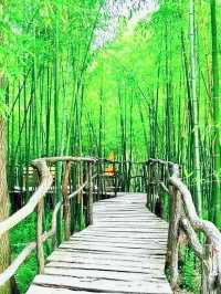 林深處起霧，竹林配古屋