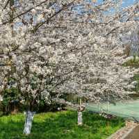 貴陽馬廠營山體公園｜你不知道的秘密賞櫻地🌸