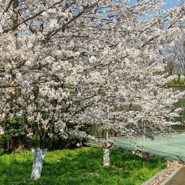 貴陽馬廠營山體公園｜你不知道的秘密賞櫻地🌸