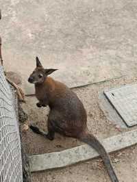 安吉嘉樂比萌寵樂園：超萌超可愛嘅毛茸茸小動物