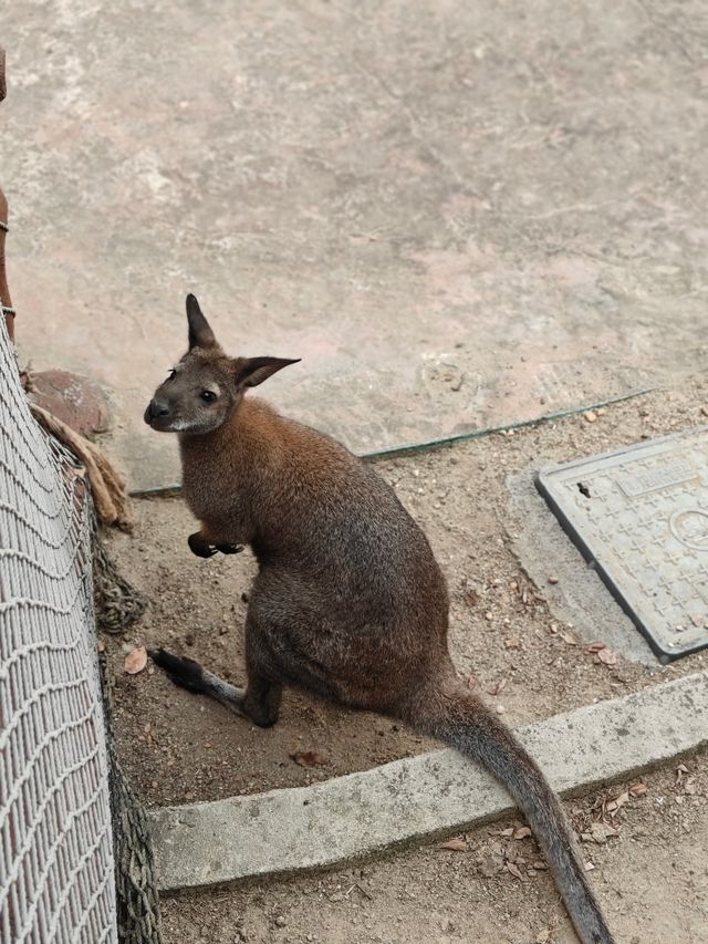安吉嘉樂比萌寵樂園：超萌超可愛嘅毛茸茸小動物