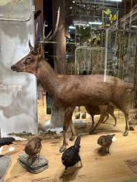 Taiwan Museum Taipei, A Cheap Yet Fascinating Place For The Whole Family 