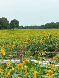 🌻蘇州灣體育公園 | 邂逅絕美向日葵花海