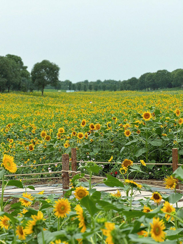 🌻蘇州灣體育公園 | 邂逅絕美向日葵花海