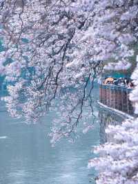 4月唔去成都，你根本唔知咩叫春天嘅美！