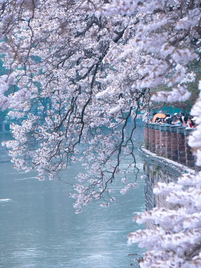 If you don't visit Chengdu in April, you'll never know the true beauty of spring!