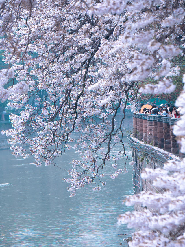 4月唔去成都，你根本唔知咩叫春天嘅美！