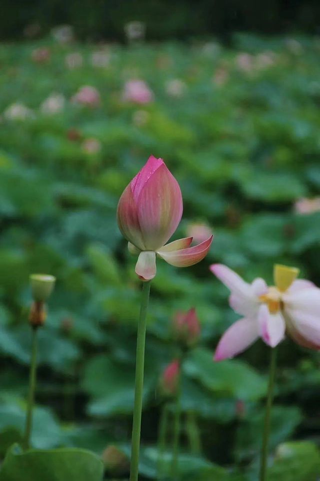 桐鄉馬鳴村百畝荷塘