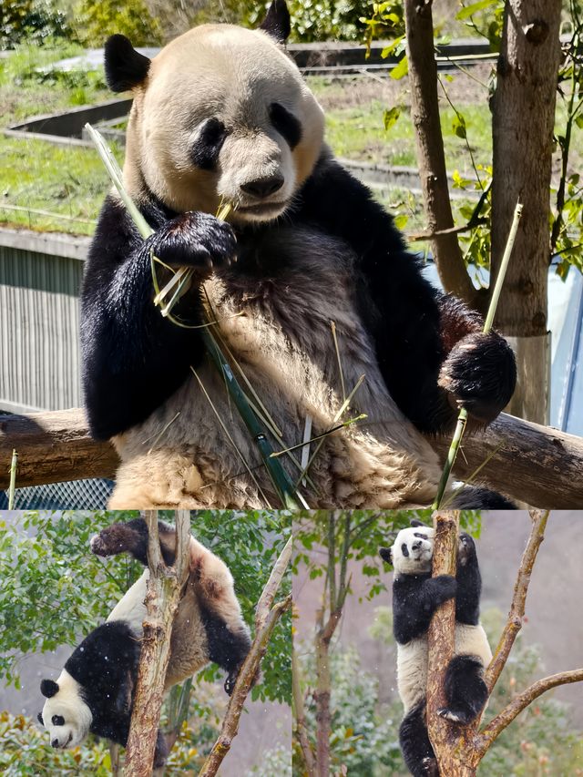 恭喜玲琅生BB啦！首隻熊貓仔閃亮登場
