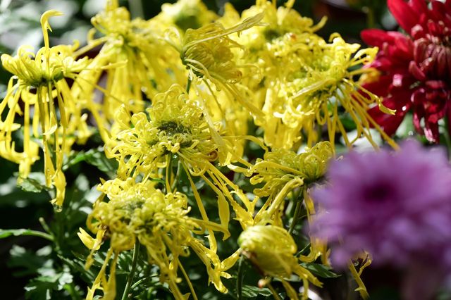 東陵郊野公園 秋天遛娃好去處