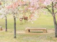 大阪奈良公園：與悠然鹿群共遊的千年古都秘境】**  