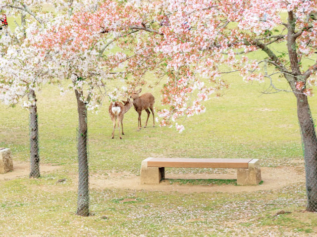 大阪奈良公園：與悠然鹿群共遊的千年古都秘境】**  