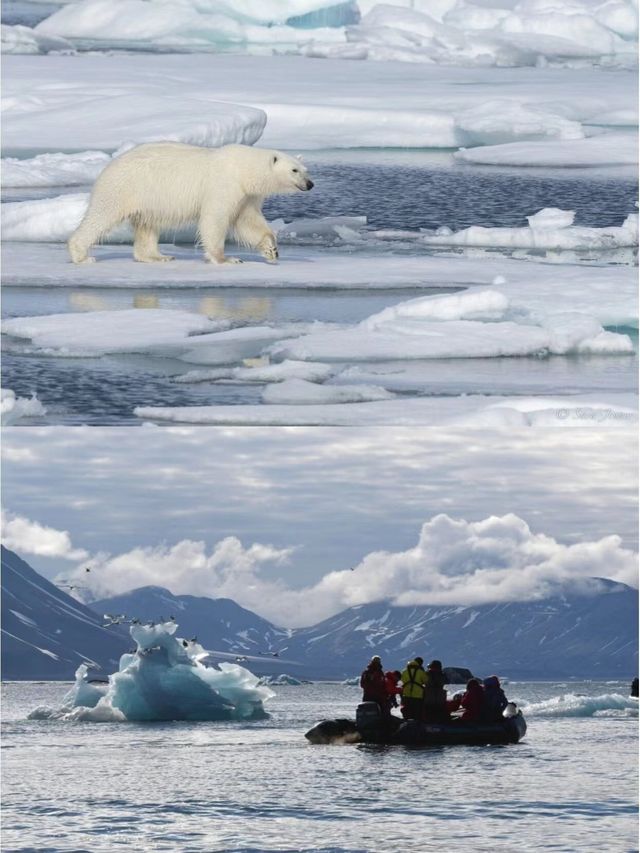 北極探險旅行，抵達3000頭北極熊的國度