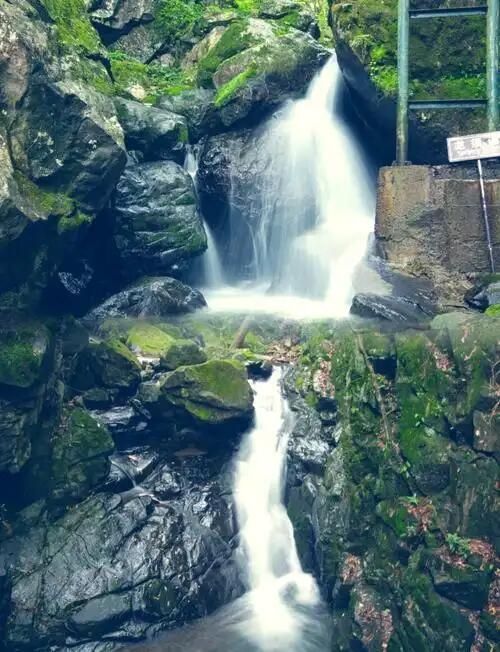 安吉旅遊攻略｜菜式香到跺腳！|| 必到景點 1. 安吉｜竹林+熊貓雙重治癒 作為「中國竹子之鄉」安吉旅遊攻略｜菜式香到跺腳！||🌿 必到景點