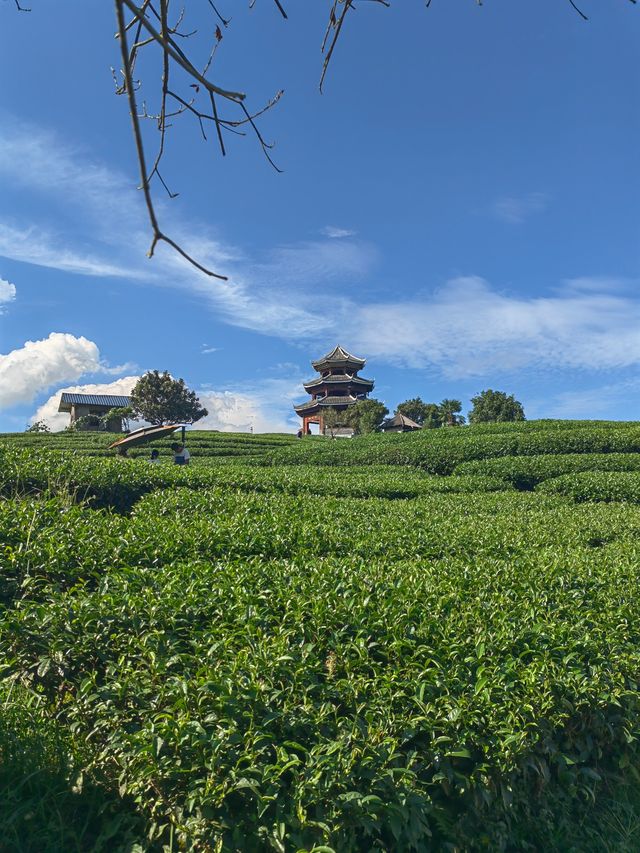 漫山茶香拍照聖地