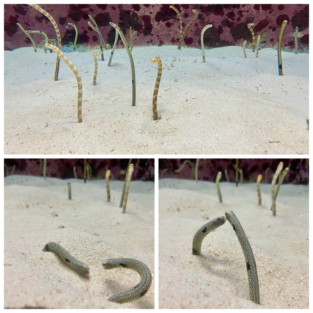 🌊那霸兩大水族館：熱帶魚與巨鯨的雙重驚喜