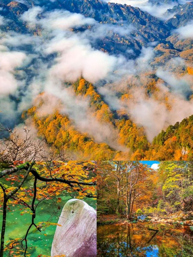 光霧山賞秋指南美到窒息的紅葉天花板在此！