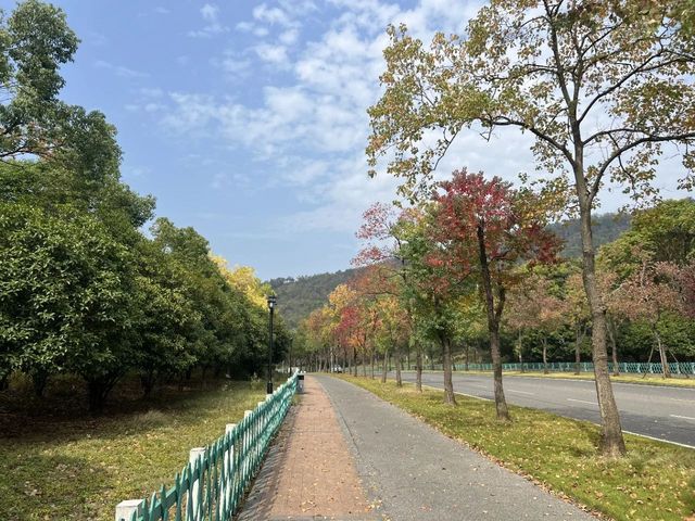秋日銀杏超出片 像極了電影裡的浪漫場景