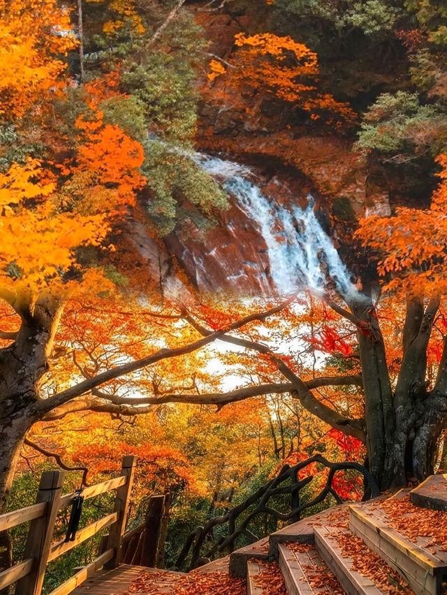 亞洲最大的紅葉景區在這個省，知道的人不多