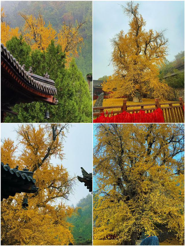 西安秋日儀式感丨滿城銀杏