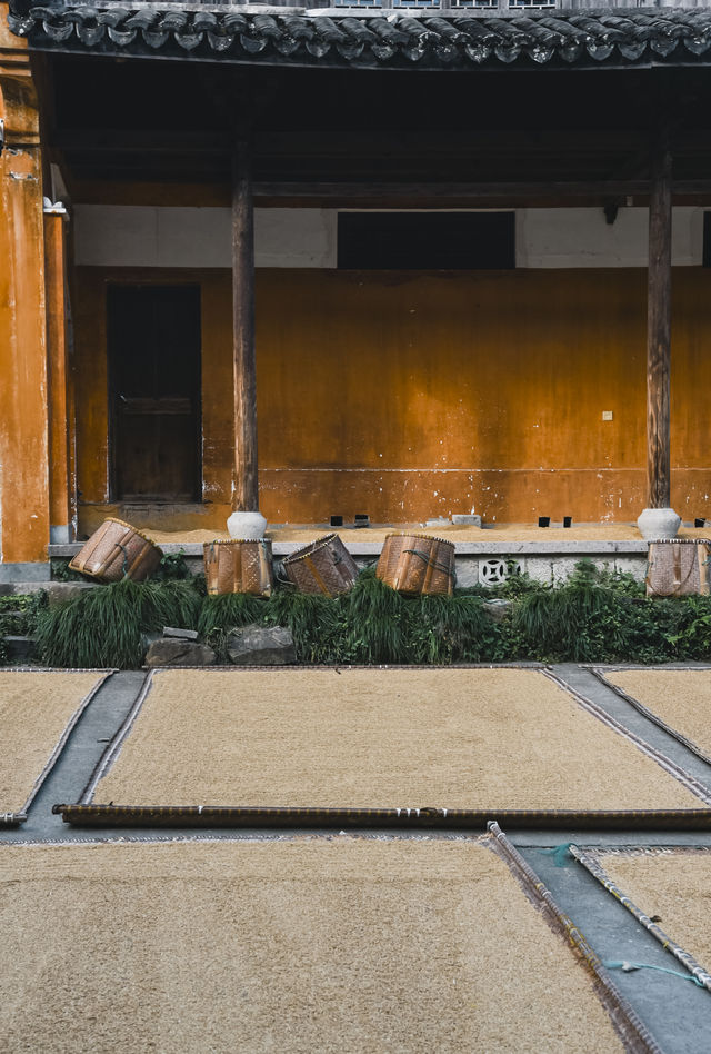 秋風微涼，稻穀滿倉：記第四次去國清寺