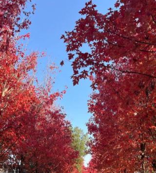 Luobei Red Maple Avenue, Autumn Sun Paints the Leaves Like a Picture