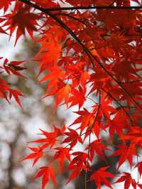 藍田賞楓最佳路線