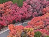 濟南絕美紅葉季趵突泉+紅葉谷週末遊攻略