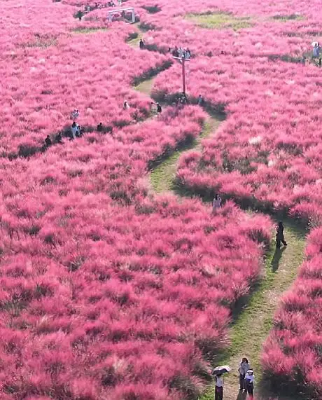 The pink muhly grass sea gently embraces the entire autumn