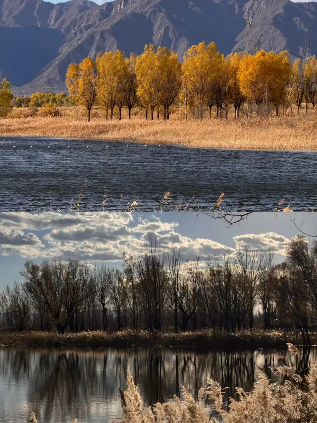 Beijing Autumn Surprise! Wild Duck Lake is as beautiful as a "branch lake of Sayram Lake," the live scenes are stunning