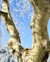 廬山冬日情書：牯嶺街的雪是童話濾鏡吧！