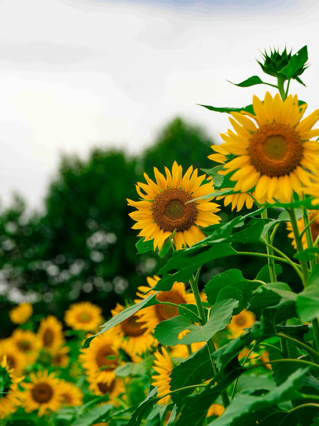 3天2夜縉雲仙俠遊｜《與鳳行》同款打卡+絕美晨霧