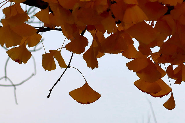 山林古道美如畫