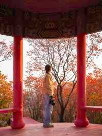 鄭州周邊秋日私藏線!賞千年銀杏,看紅葉漫山