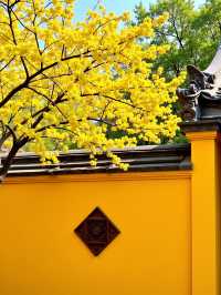 甘肅呢個「隴上小九寨」簡直靚到喊!比九寨溝人少景更仙!