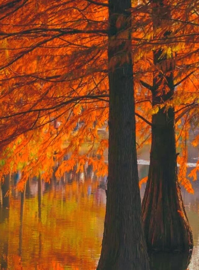 南京賞秋攻略這幾個寶藏地直接衝超出片